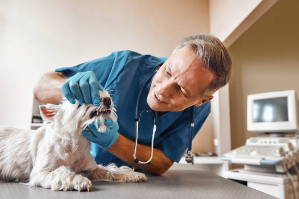Best Tooth Infection Emergency Dentist  in Berryville, TX